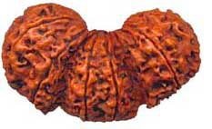 Trimurti Rudraksha